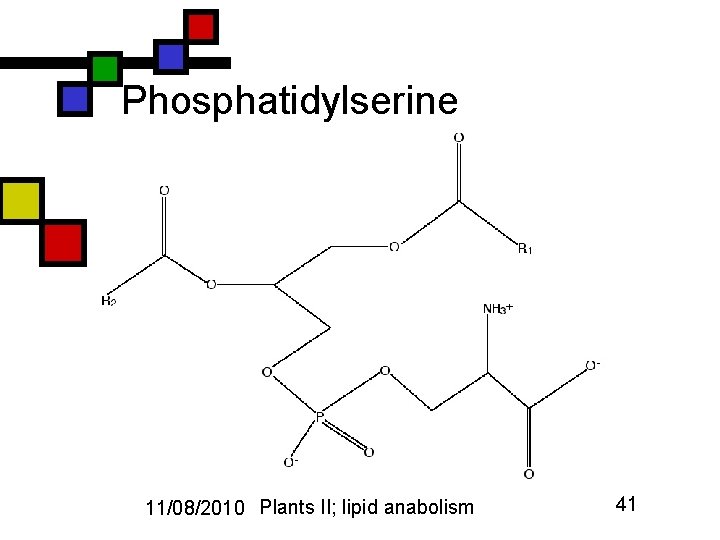 Phosphatidylserine 11/08/2010 Plants II; lipid anabolism 41 