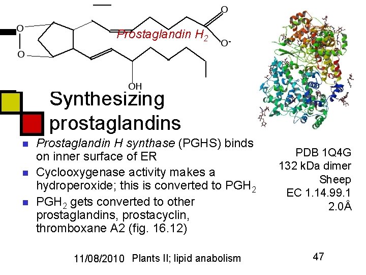 Prostaglandin H 2 Synthesizing prostaglandins n n n Prostaglandin H synthase (PGHS) binds on
