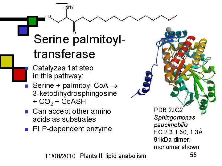 Serine palmitoyltransferase n n Catalyzes 1 st step in this pathway: Serine + palmitoyl