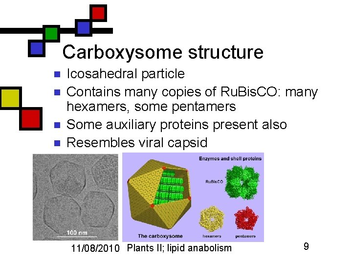 Carboxysome structure n n Icosahedral particle Contains many copies of Ru. Bis. CO: many