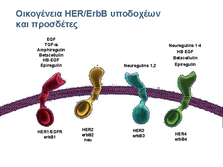 Οικογένεια HER/Erb. B υποδοχέων και προσδέτες Ligands: EGF TGF-a Amphiregulin Betacellulin HB-EGF Epiregulin HER