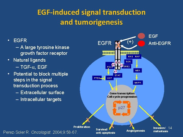 EGF-induced signal transduction and tumorigenesis EGF • EGFR – A large tyrosine kinase EGFR