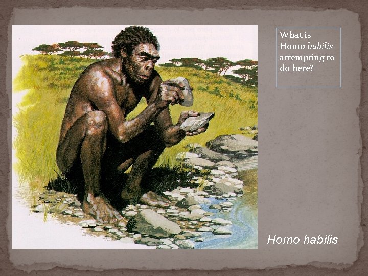 What is Homo habilis attempting to do here? Homo habilis 