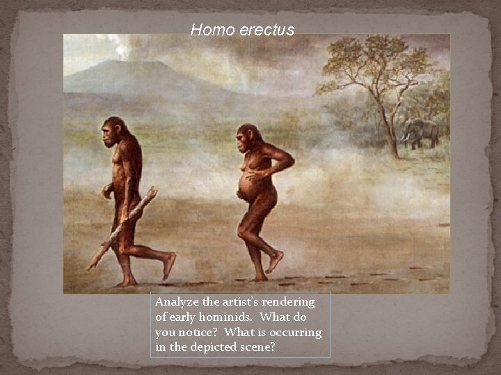 Homo erectus Analyze the artist’s rendering of early hominids. What do you notice? What