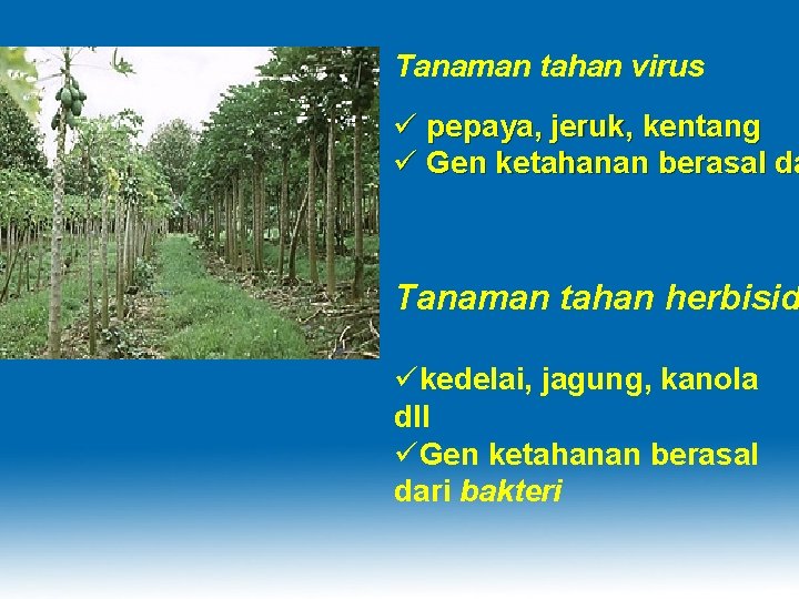 Tanaman tahan virus ü pepaya, jeruk, kentang ü Gen ketahanan berasal da Tanaman tahan