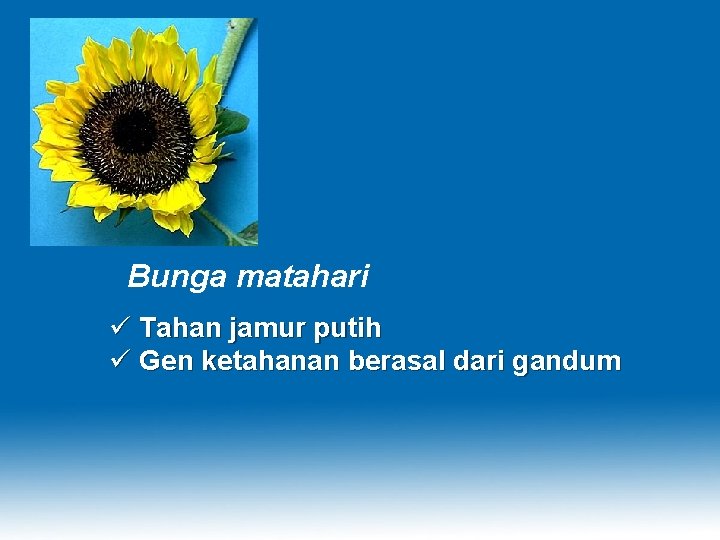 Bunga matahari ü Tahan jamur putih ü Gen ketahanan berasal dari gandum 