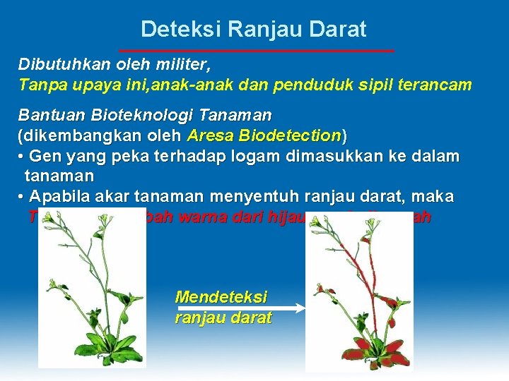 Deteksi Ranjau Darat Dibutuhkan oleh militer, Tanpa upaya ini, anak-anak dan penduduk sipil terancam