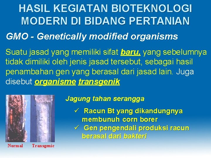 HASIL KEGIATAN BIOTEKNOLOGI MODERN DI BIDANG PERTANIAN GMO - Genetically modified organisms Suatu jasad