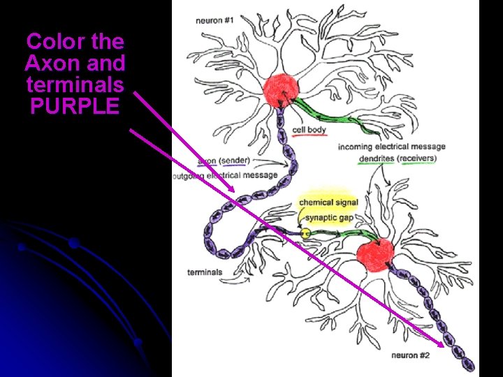 Color the Axon and terminals PURPLE 