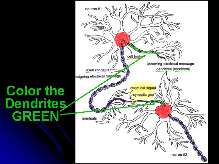 Color the Dendrites GREEN 