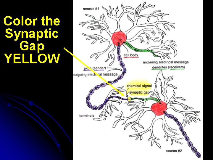 Color the Synaptic Gap YELLOW 