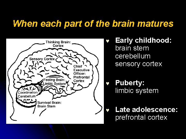 When each part of the brain matures © Early childhood: brain stem cerebellum sensory