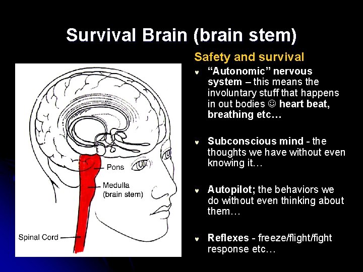 Survival Brain (brain stem) Safety and survival © “Autonomic” nervous system – this means