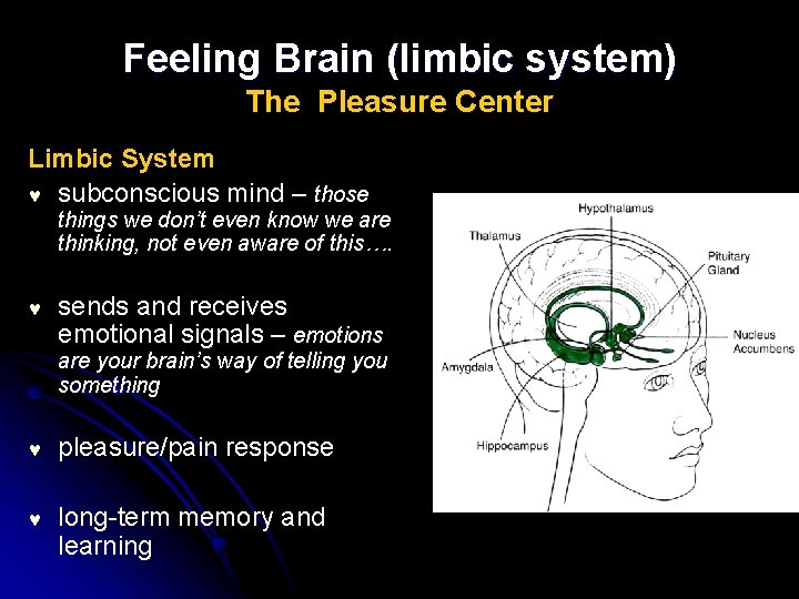 Feeling Brain (limbic system) The Pleasure Center Limbic System © subconscious mind – those