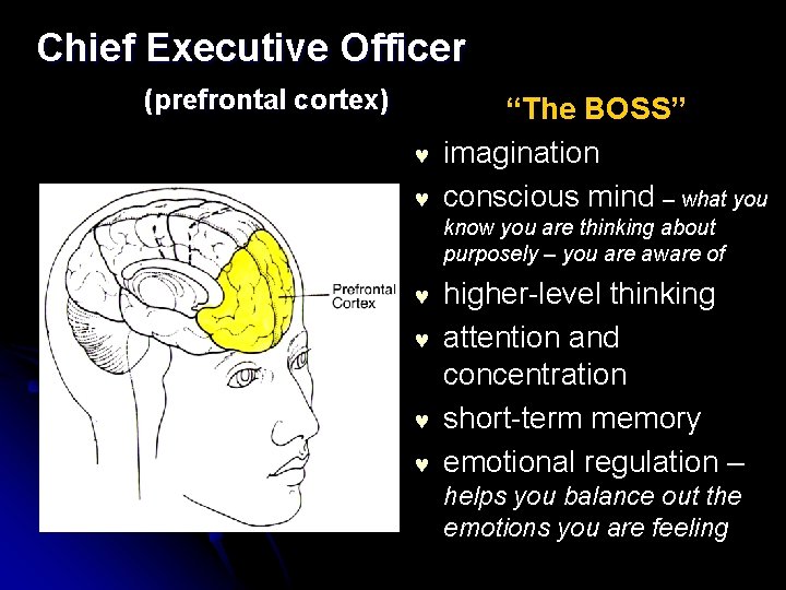 Chief Executive Officer (prefrontal cortex) © © “The BOSS” imagination conscious mind – what