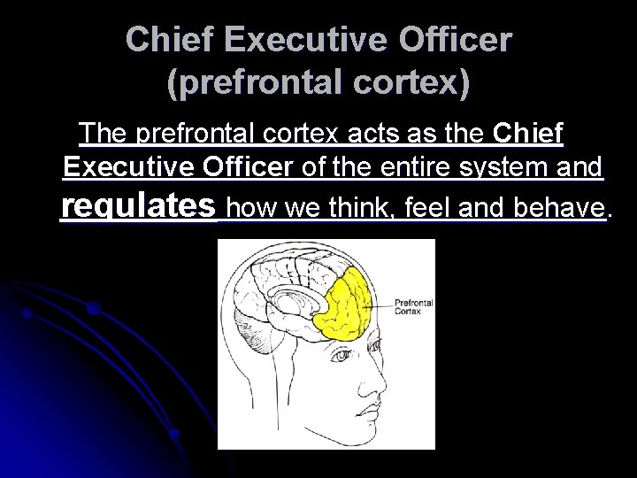Chief Executive Officer (prefrontal cortex) The prefrontal cortex acts as the Chief Executive Officer
