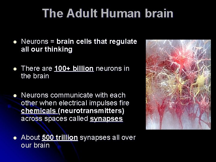 The Adult Human brain l Neurons = brain cells that regulate all our thinking
