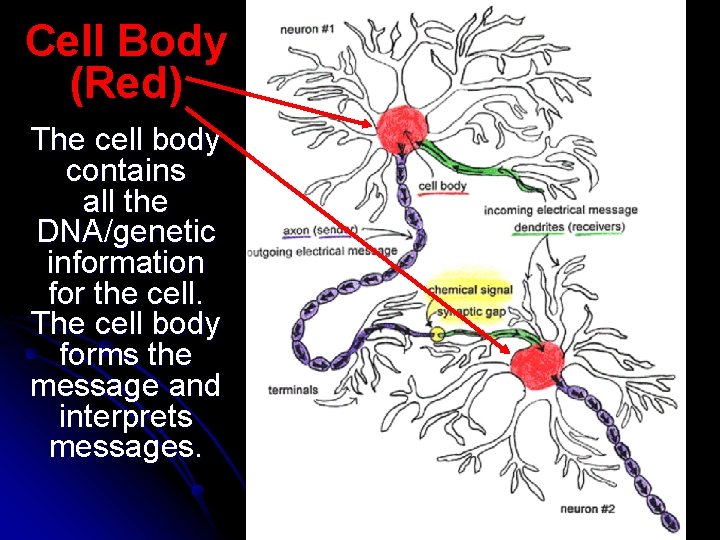 Cell Body (Red) The cell body contains all the DNA/genetic information for the cell.