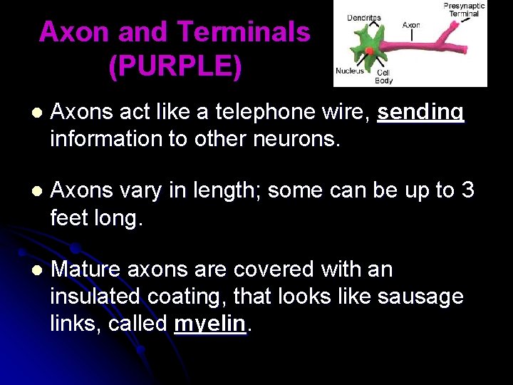 Axon and Terminals (PURPLE) l Axons act like a telephone wire, sending information to