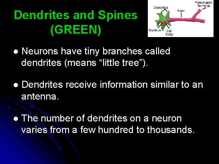 Dendrites and Spines (GREEN) l Neurons have tiny branches called dendrites (means “little tree”).