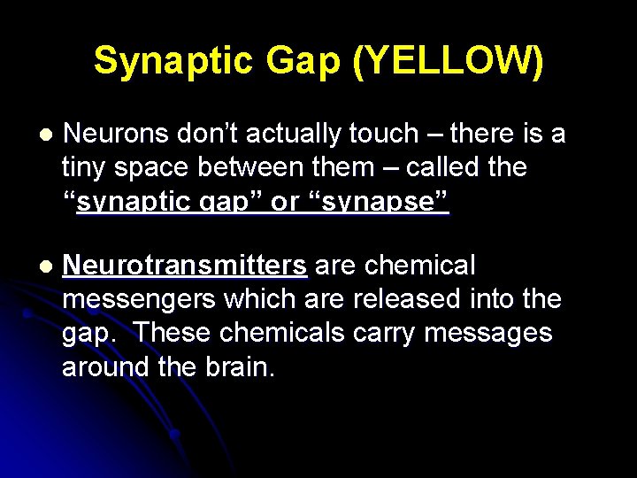 Synaptic Gap (YELLOW) l Neurons don’t actually touch – there is a tiny space