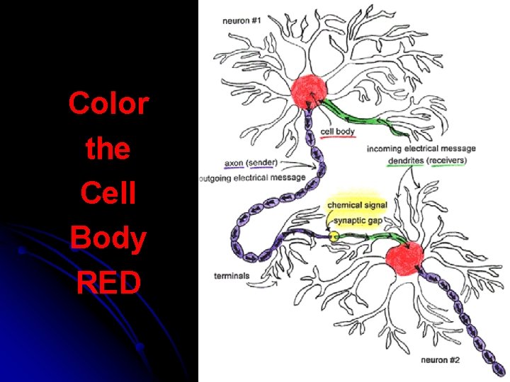 Color the Cell Body RED 