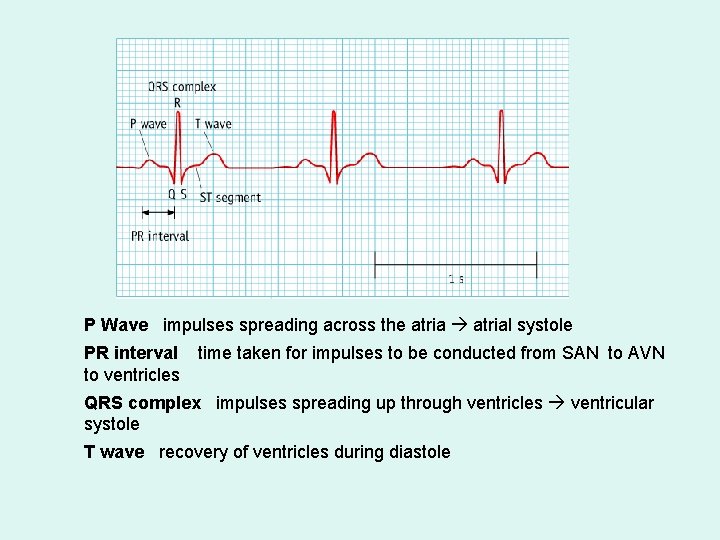 P Wave impulses spreading across the atrial systole PR interval to ventricles time taken