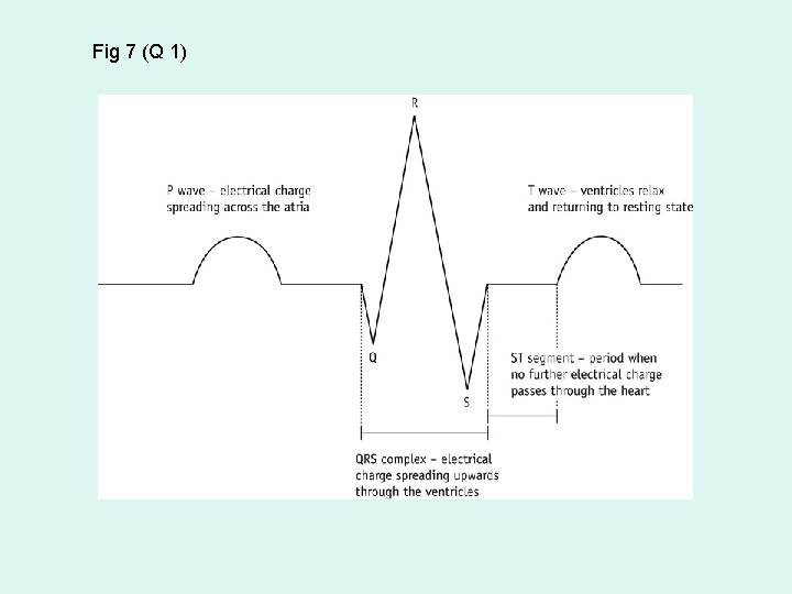 Fig 7 (Q 1) 