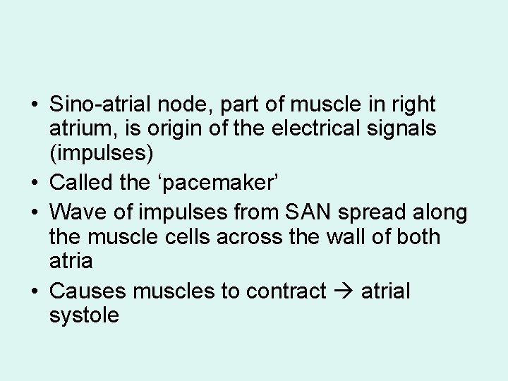 • Sino-atrial node, part of muscle in right atrium, is origin of the
