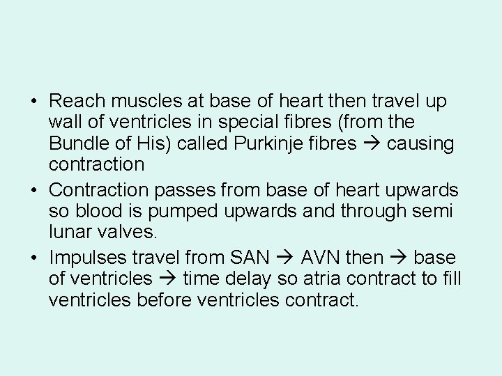  • Reach muscles at base of heart then travel up wall of ventricles