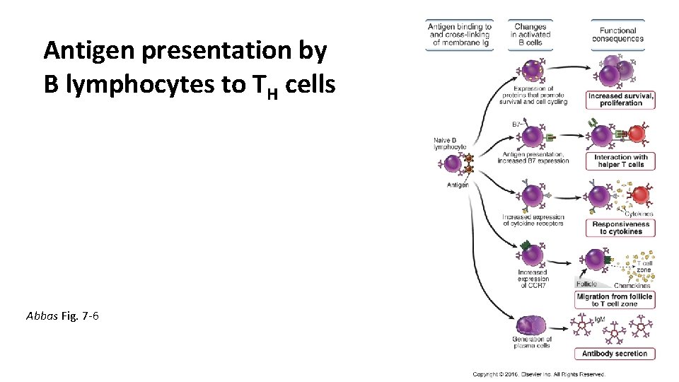 Antigen presentation by B lymphocytes to TH cells Abbas Fig. 7 -6 