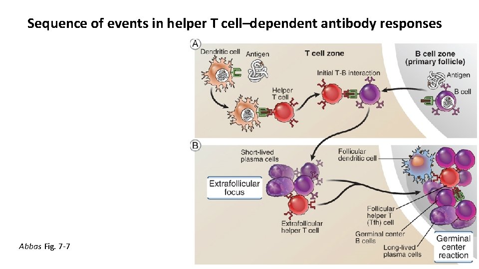 Sequence of events in helper T cell–dependent antibody responses Abbas Fig. 7 -7 