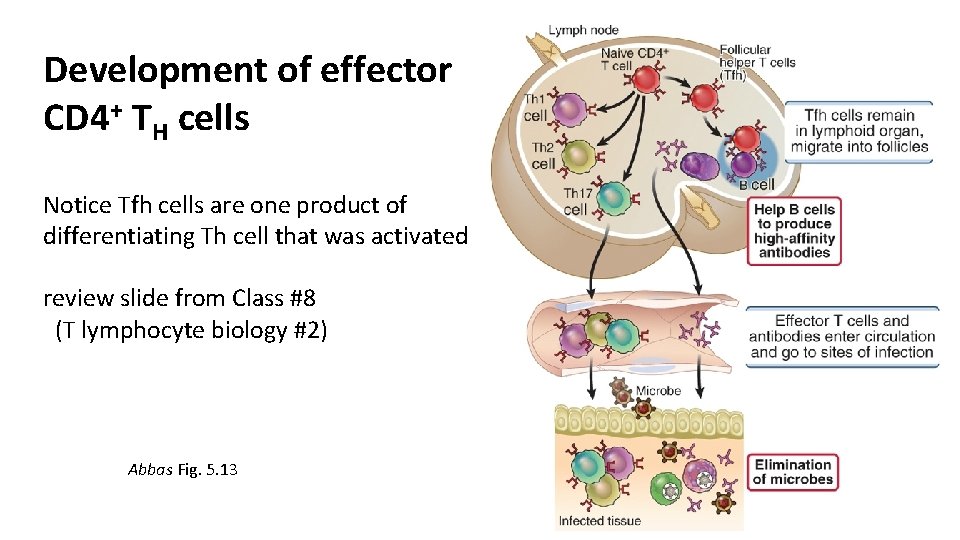 Development of effector CD 4+ TH cells Notice Tfh cells are one product of