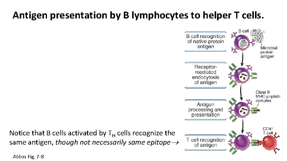 Antigen presentation by B lymphocytes to helper T cells. Notice that B cells activated