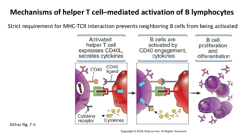 Mechanisms of helper T cell–mediated activation of B lymphocytes Strict requirement for MHC-TCR interaction