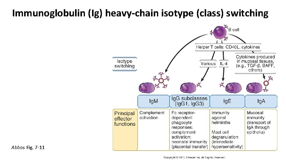 Immunoglobulin (Ig) heavy-chain isotype (class) switching Abbas Fig. 7 -11 