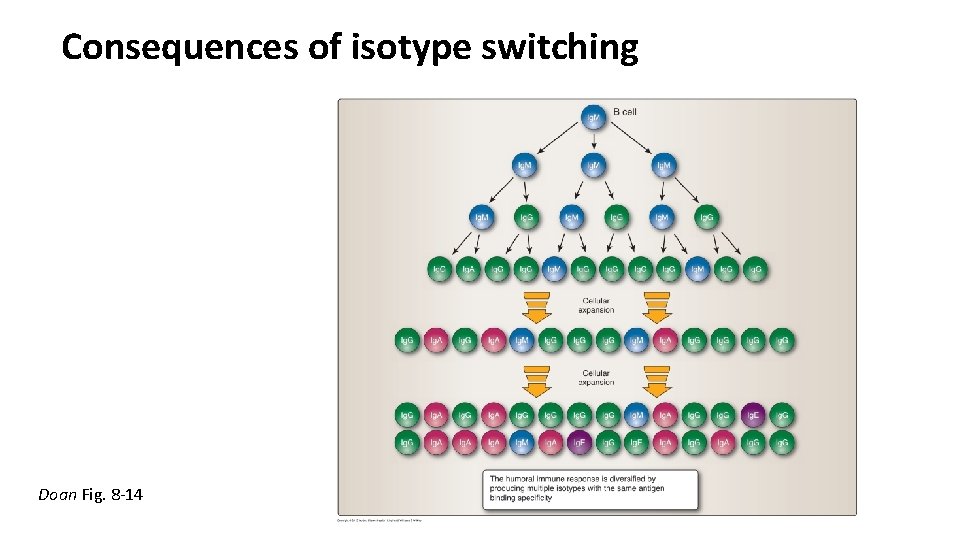 Consequences of isotype switching Doan Fig. 8 -14 