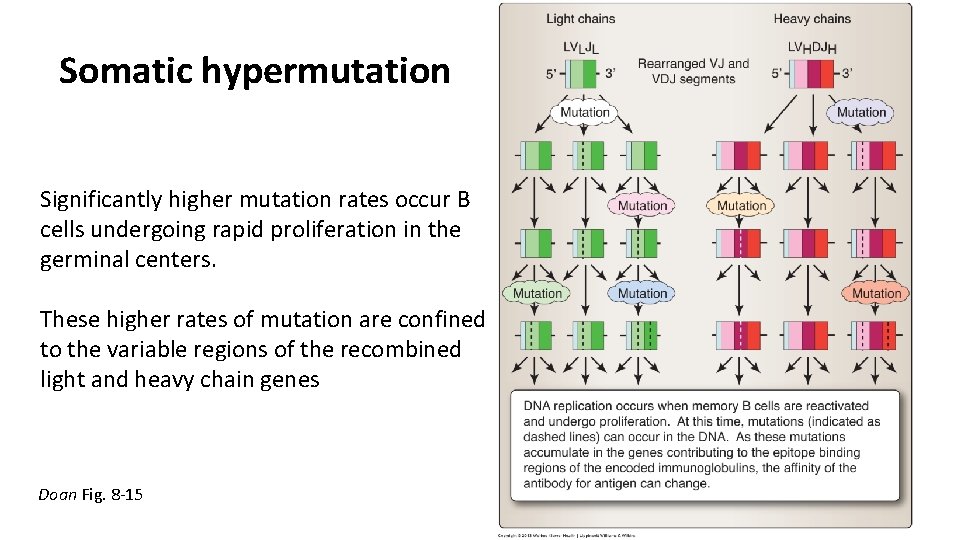 Somatic hypermutation Significantly higher mutation rates occur B cells undergoing rapid proliferation in the