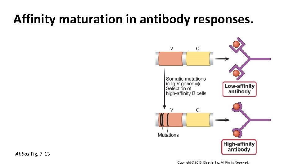 Affinity maturation in antibody responses. Abbas Fig. 7 -13 