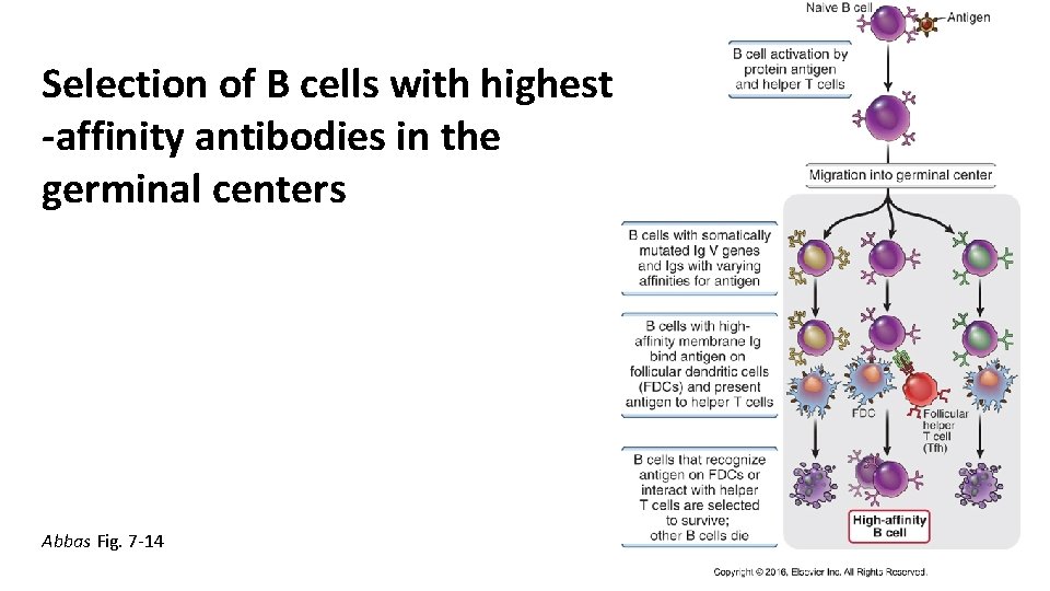 Selection of B cells with highest -affinity antibodies in the germinal centers Abbas Fig.