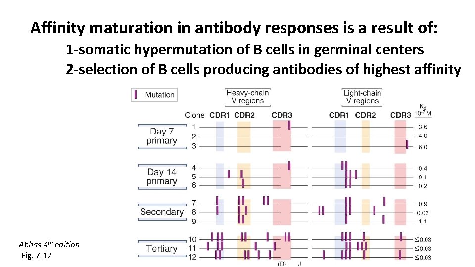 Affinity maturation in antibody responses is a result of: 1 -somatic hypermutation of B