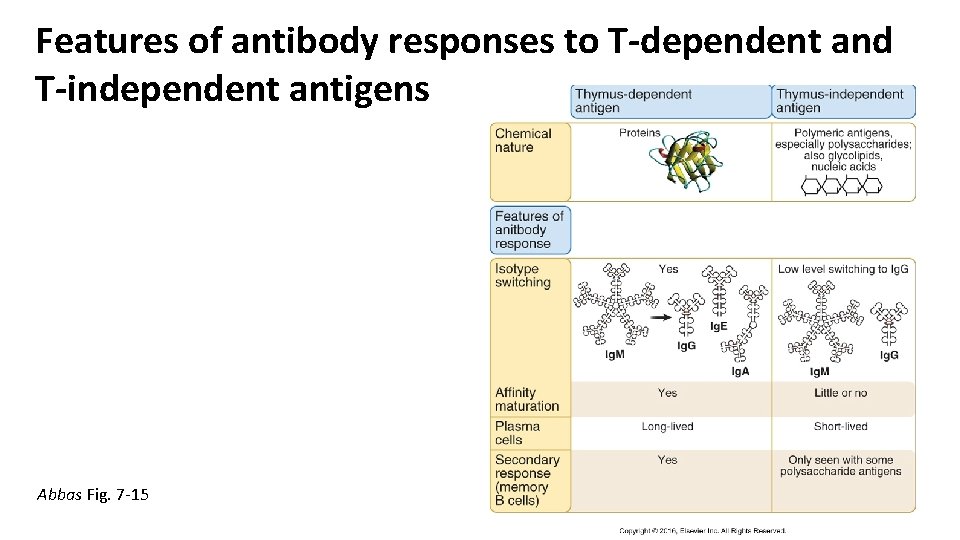 Features of antibody responses to T-dependent and T-independent antigens Abbas Fig. 7 -15 