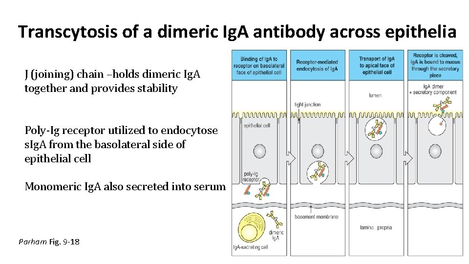 Transcytosis of a dimeric Ig. A antibody across epithelia J (joining) chain –holds dimeric