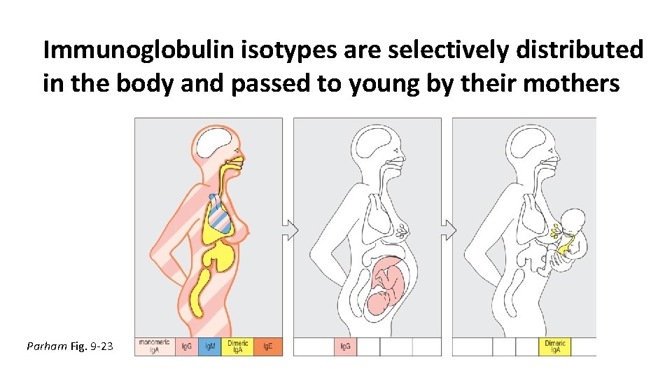 Immunoglobulin isotypes are selectively distributed in the body and passed to young by their