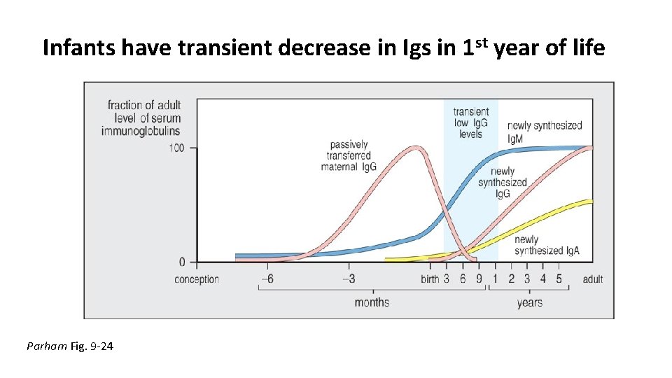 Infants have transient decrease in Igs in 1 st year of life Parham Fig.