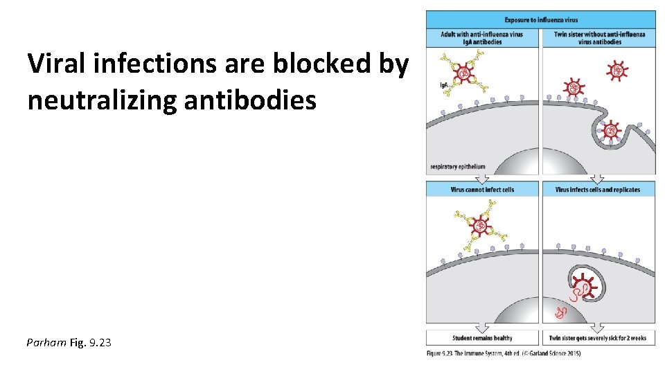 Viral infections are blocked by neutralizing antibodies Parham Fig. 9. 23 