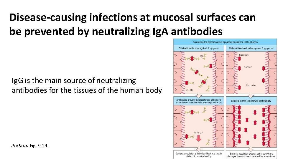 Disease-causing infections at mucosal surfaces can be prevented by neutralizing Ig. A antibodies Ig.