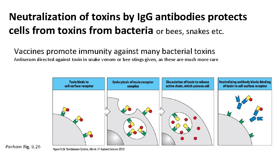 Neutralization of toxins by Ig. G antibodies protects cells from toxins from bacteria or