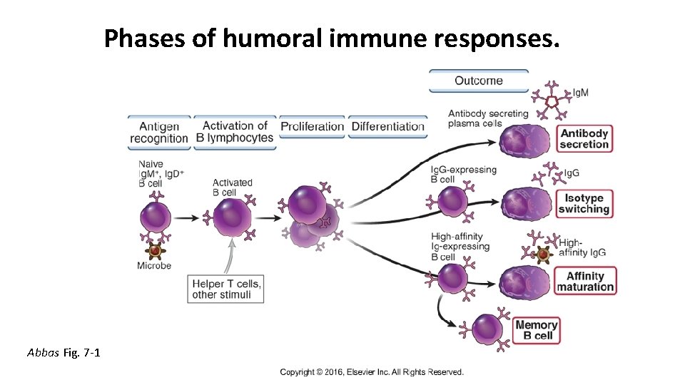 Phases of humoral immune responses. Abbas Fig. 7 -1 