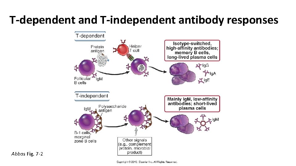 T-dependent and T-independent antibody responses Abbas Fig. 7 -2 